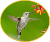 Mainumby · Colibrí · Picaflor