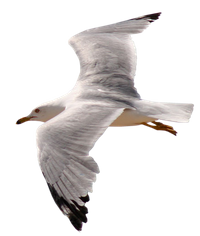 · Juan Salvador Gaviota ·