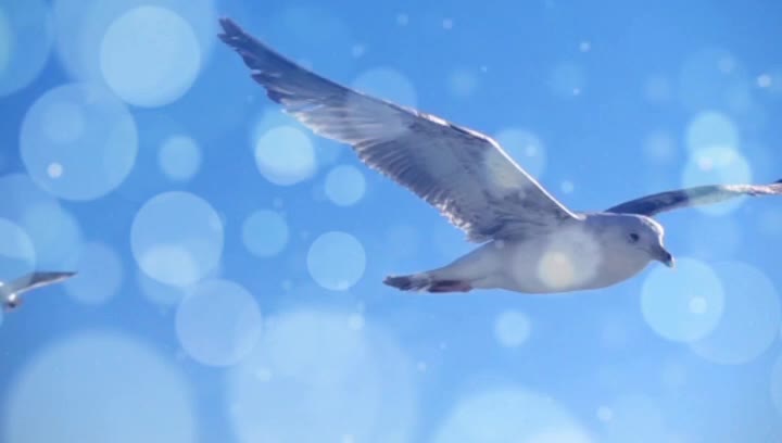 · Juan Salvador Gaviota...Espíritu de Libertad · Ediciones Epopteia ·