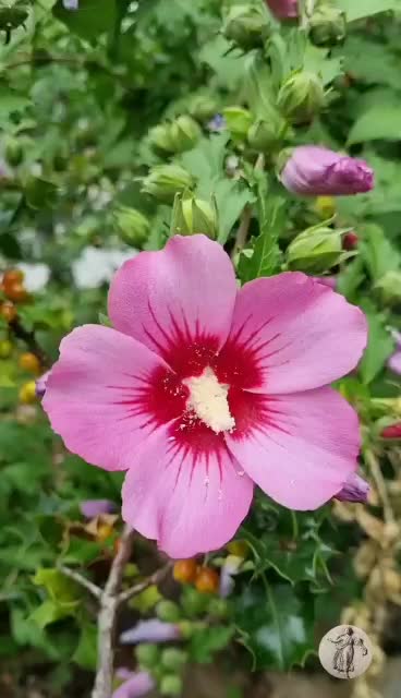 “La Belleza no está en el rostro... La Belleza es una Luz en el Corazón.” · Khalil Gibran ·