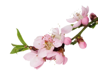 20 de marzo de 2026 · Hemisferio Norte · Inicio de la Primavera en el Hemisferio Norte