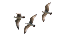 · Juan Salvador Gaviota · Citas ·