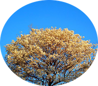· 23 de septiembre de 2026 · Hemisferio Sur · Equinoccio de Primavera ·