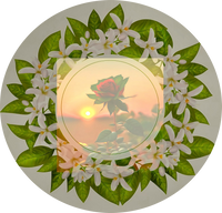 · Flores de azahar · Primavera · Spring · Rosa